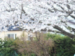 春！！！ 桜！！！（4月7日）