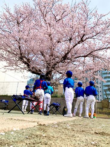 ホームグランド 桜満開！